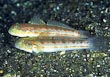 Diamond Watchman Goby